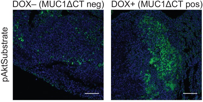 Figure 4—figure supplement 2.