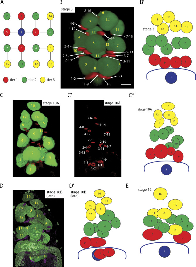 Figure 2.