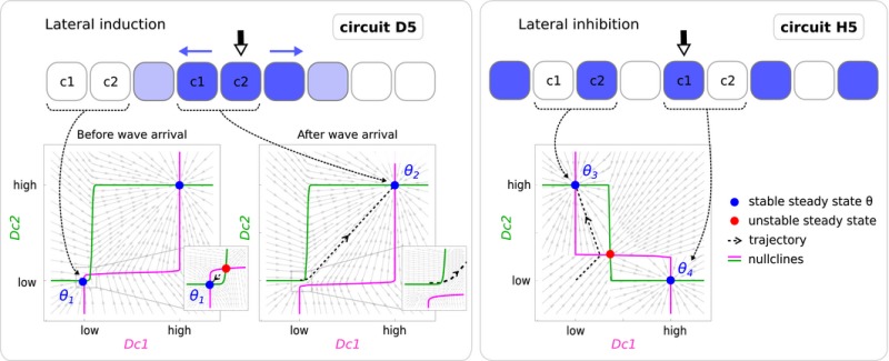 Box 2: Dynamics of lateral induction and lateral inhibition