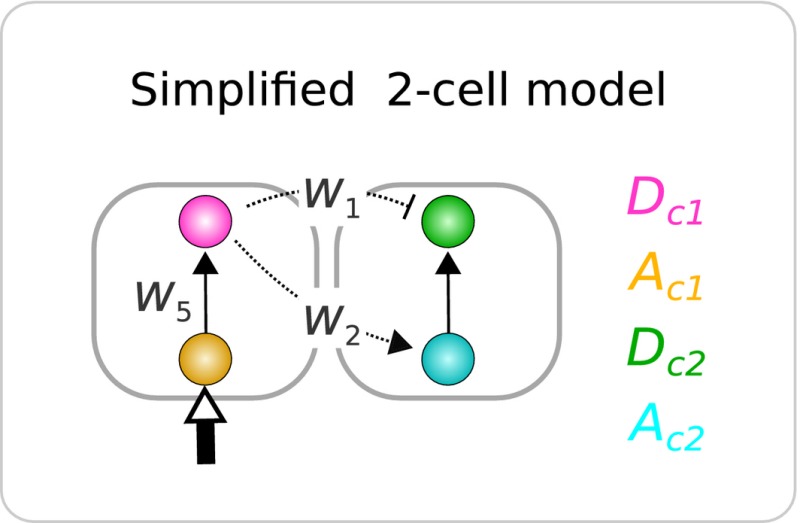 Box 2: Dynamics of lateral induction and lateral inhibition