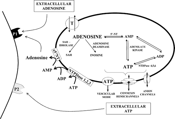 Fig. 5