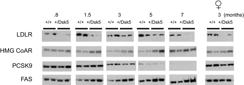 Fig. 8.