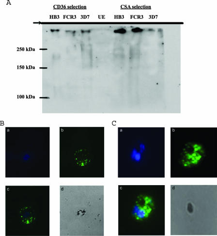 FIG. 7.