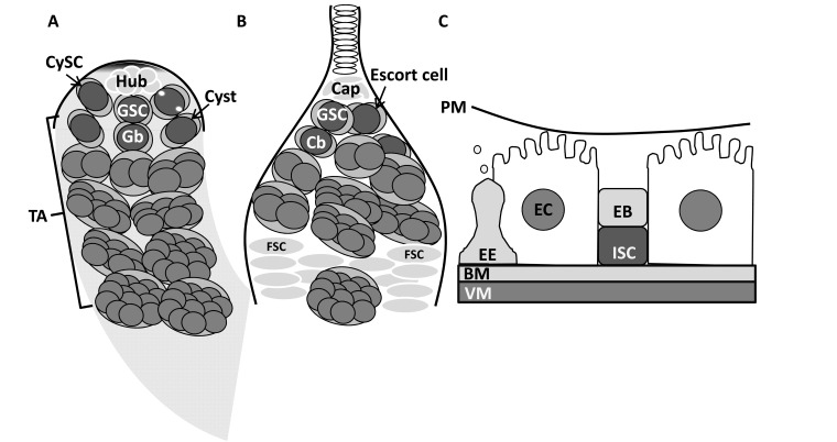 Fig. (1)