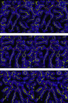 Fig 1.