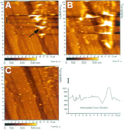 FIG. 4.