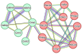 Network diagram showing connections between proteins. On the left, green-colored nodes include Gabra5, Gabrb1, Gabrg2, Grm2, Cnih2, and Gria1, connected with colorful lines. On the right, red-colored nodes such as Pde1b, Nt5e, Prkag2, Gnal, Adcy5, Gng7, Pde10a, Pde1c, and Prkcg are interconnected. The diagram illustrates the complex interactions between these proteins.