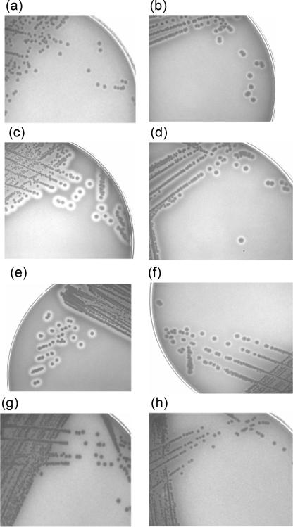 FIG. 2.