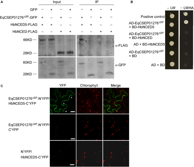 FIGURE 6