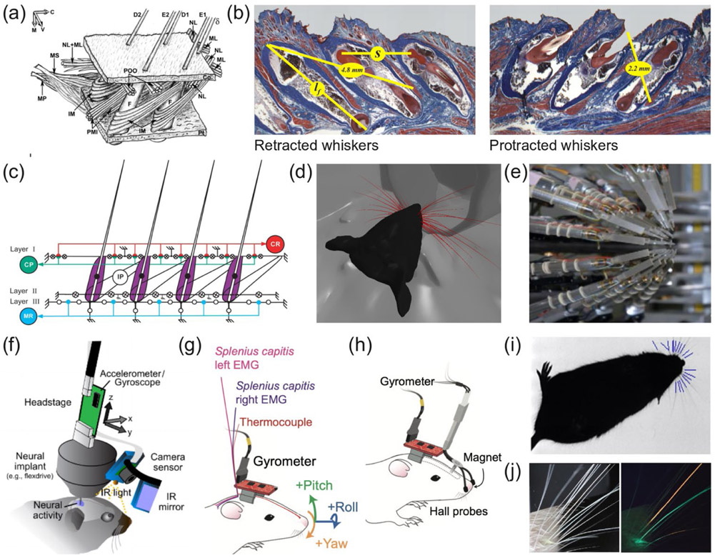 Figure 2: