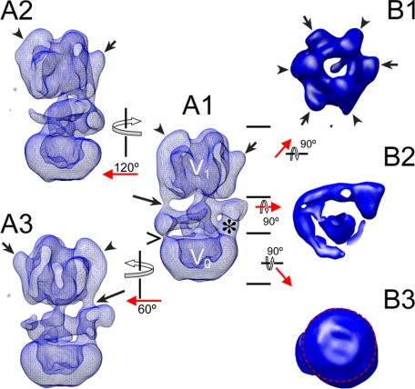 FIGURE 1.