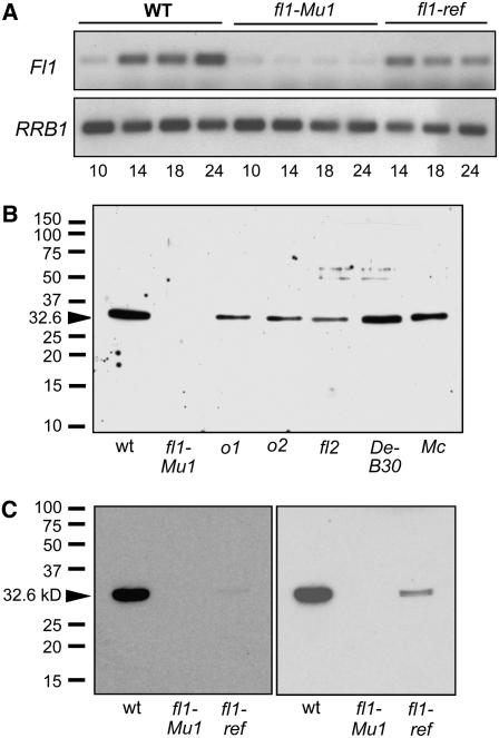 Figure 5.