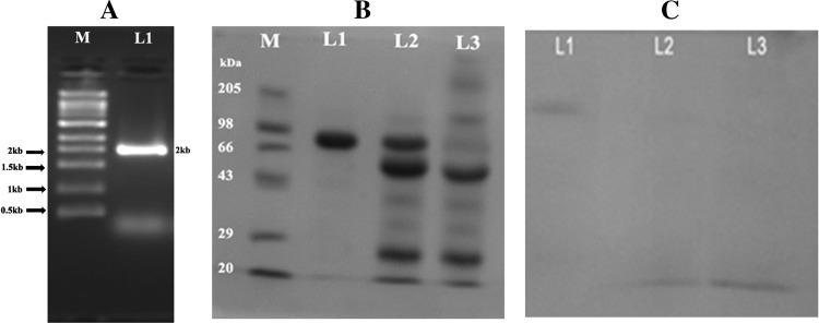 Fig. 3