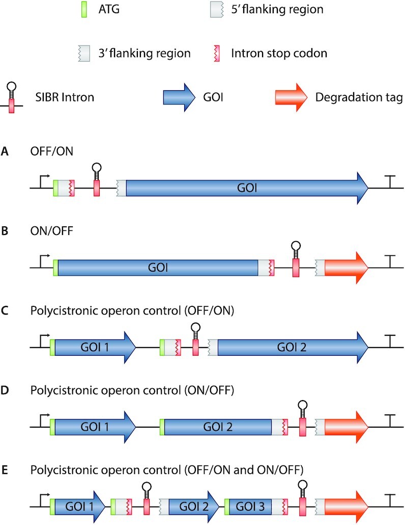 Figure 5.