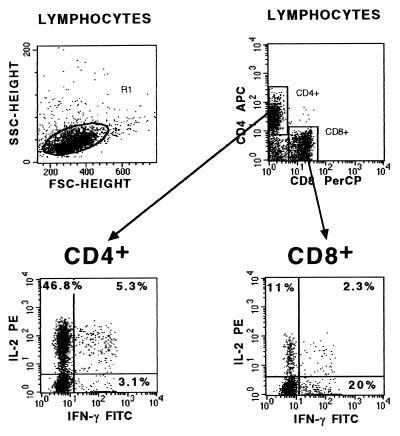 FIG. 1