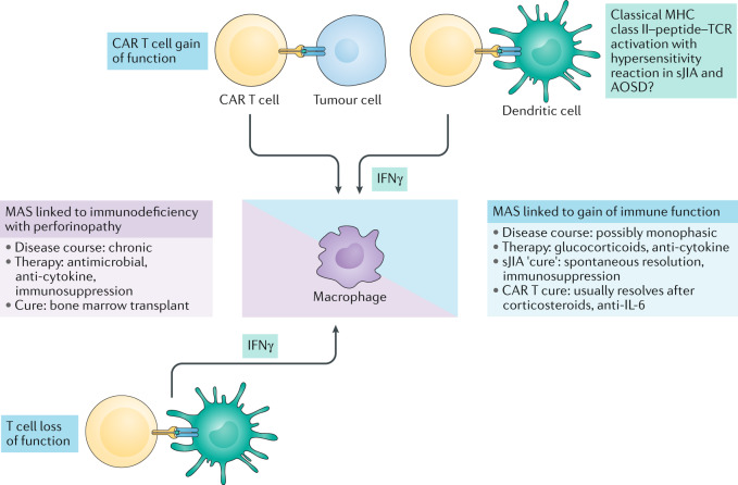 Immune Cartography Of Macrophage Activation Syndrome In The Covid-19 