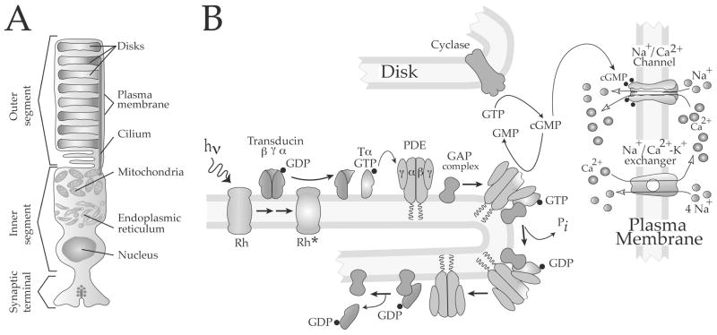 Fig. 1