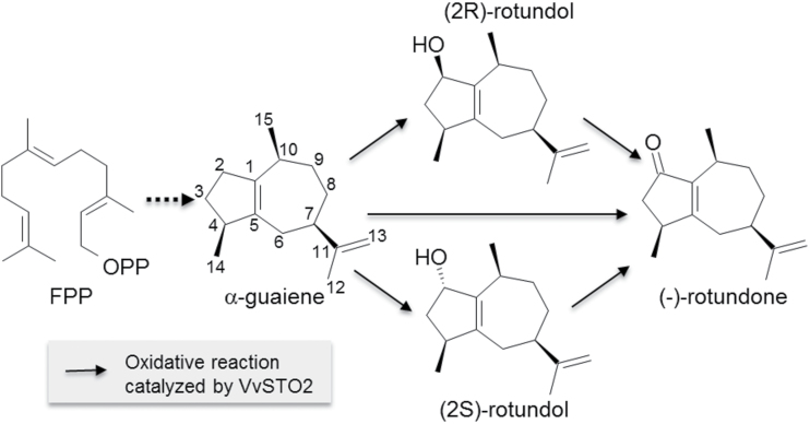 Fig. 6.