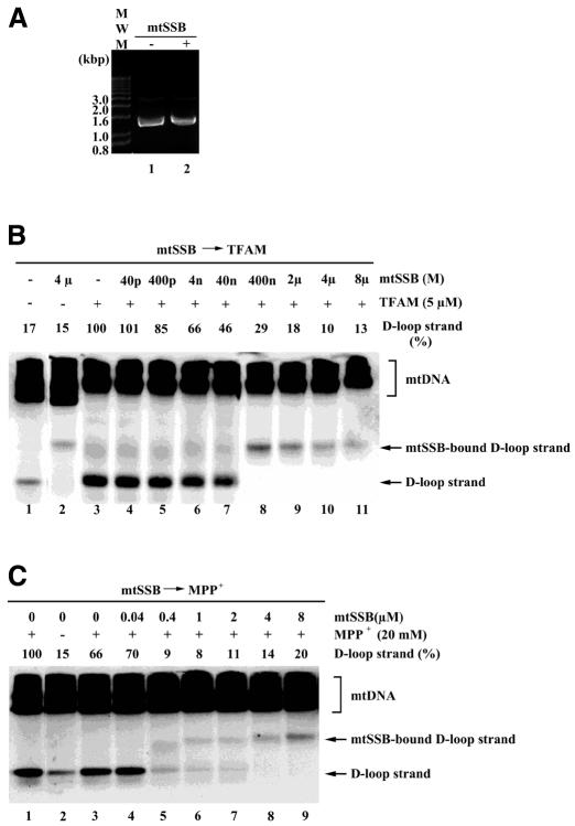 graphic file with name kvf09903a.jpg