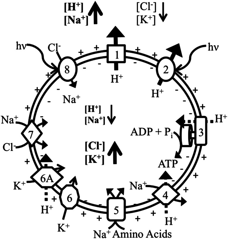 Fig. 4