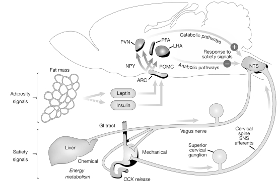 Fig. (1)