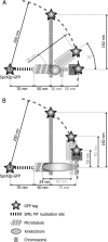 FIGURE 12