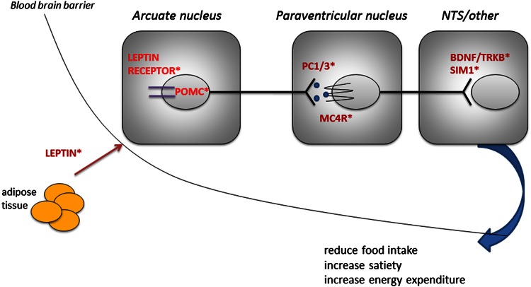 Fig. 1