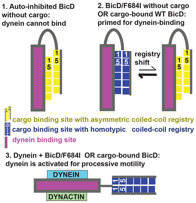 graphic file with name nihms-1615203-f0007.jpg