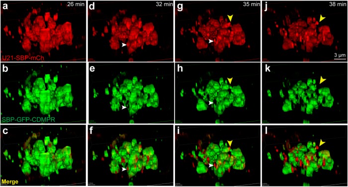 FIGURE 4: