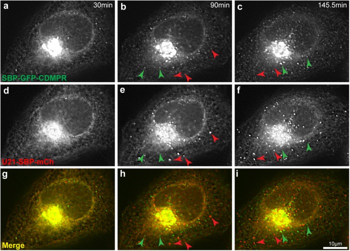 FIGURE 3: