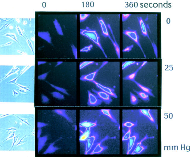 Figure 2  