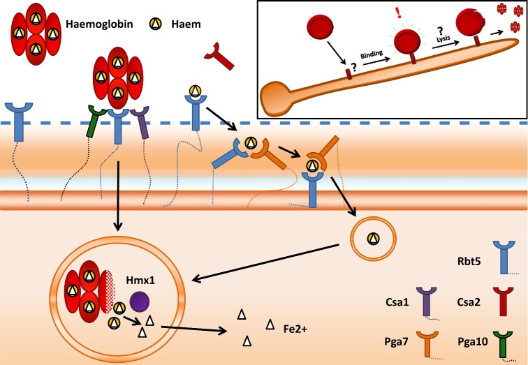 Figure 1.