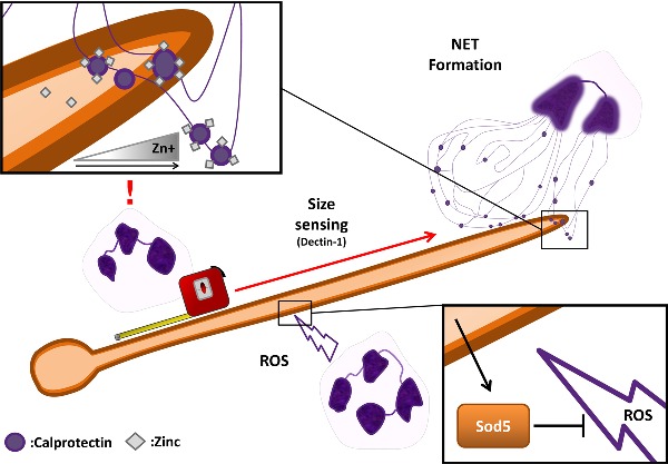 Graphical Abstract Figure.