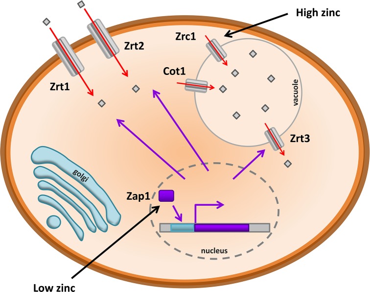 Figure 5.