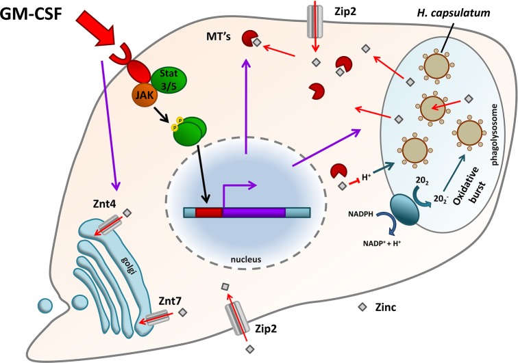 Figure 4.