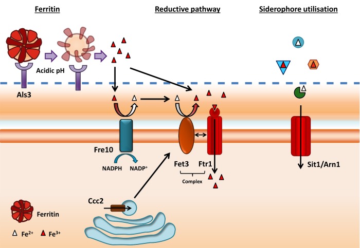 Figure 2.