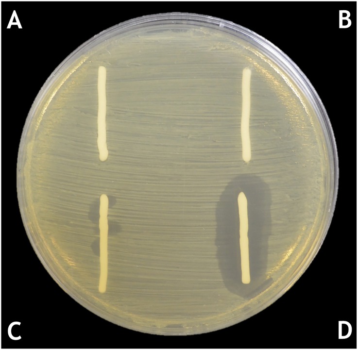 Fig 6