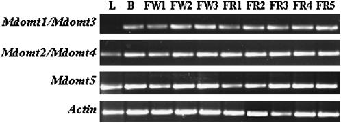 Figure 7.—