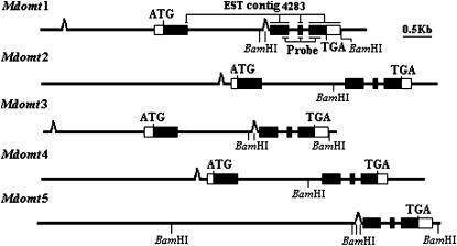 Figure 3.—