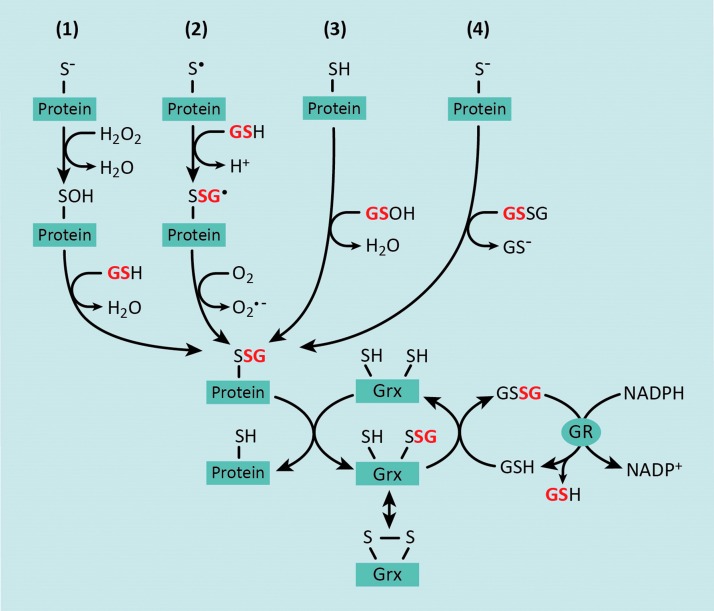 FIG. 1.