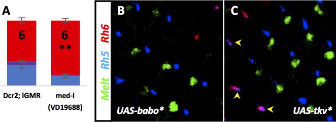 Figure 4—figure supplement 1.