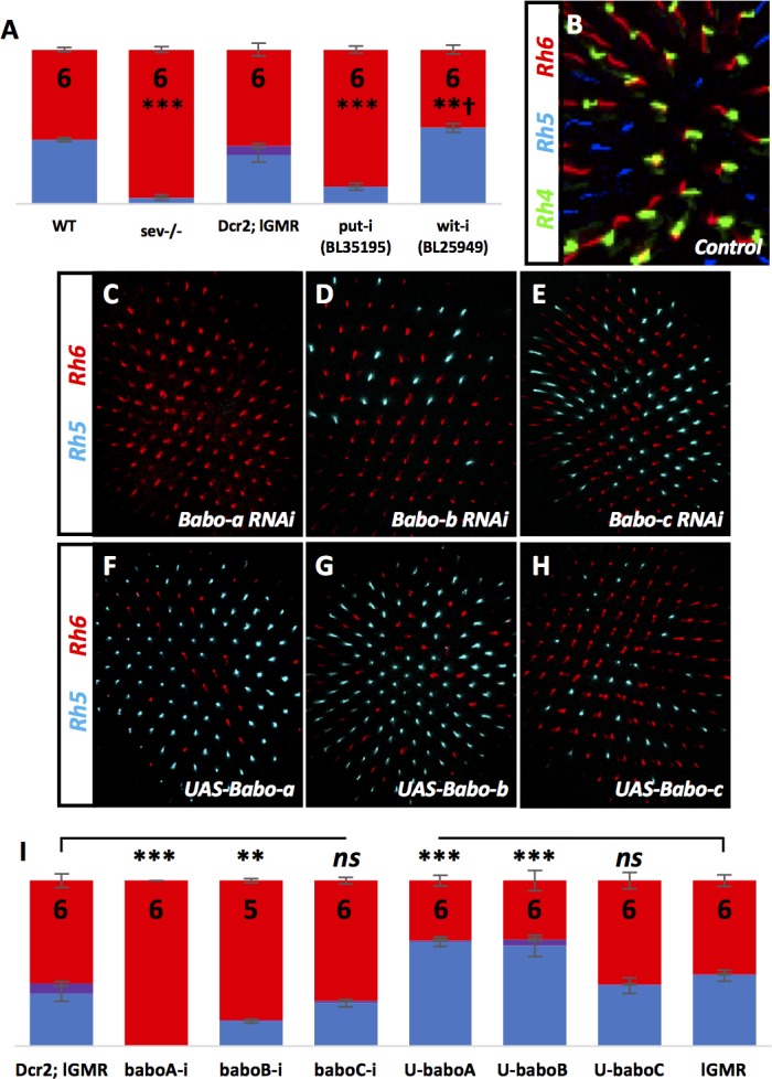 Figure 2—figure supplement 1.