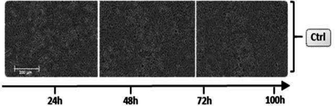 Figure 2—figure supplement 2.