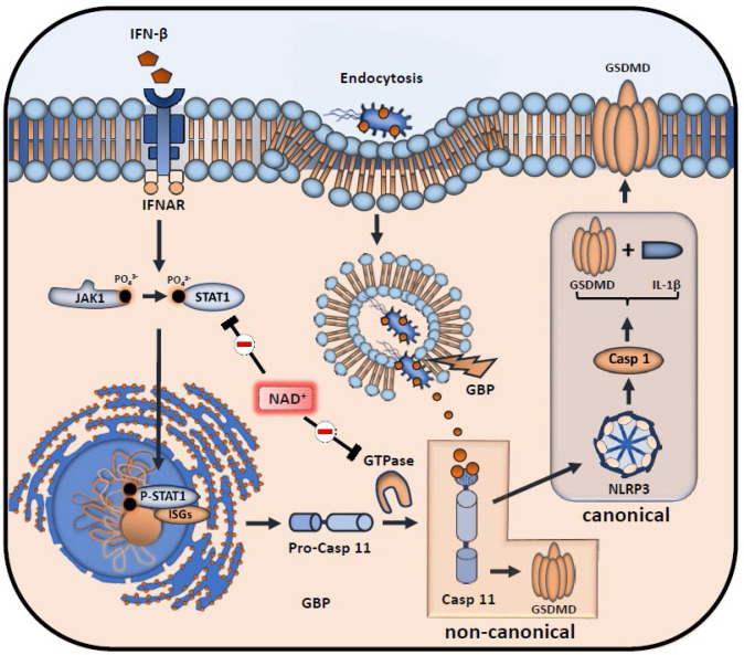 Figure 4.