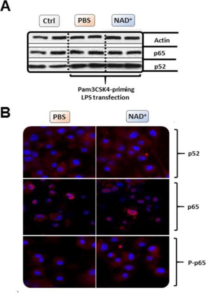 Figure 2—figure supplement 1.