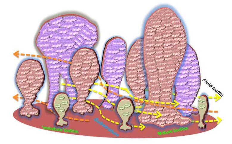 Fig. (1)