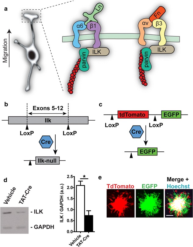 Fig. 4