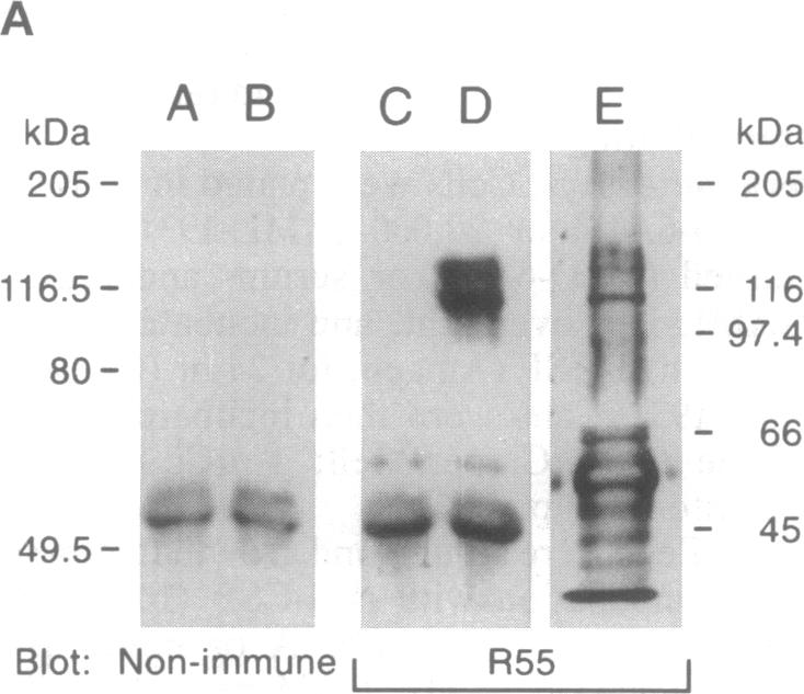 graphic file with name pnas01130-0117-a.jpg