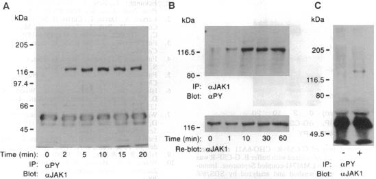 graphic file with name pnas01130-0118-a.jpg