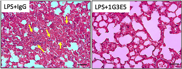 Figure 7